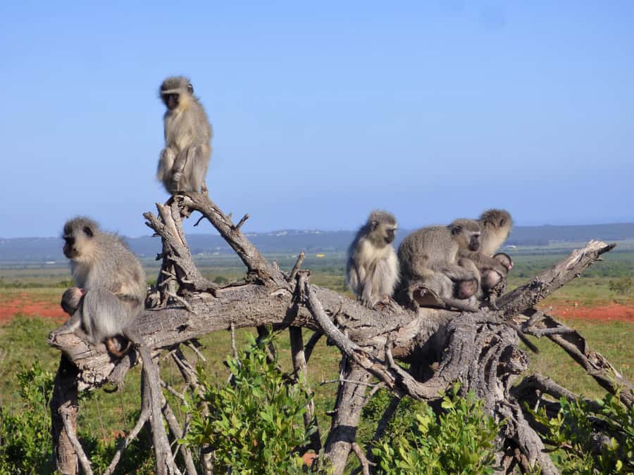 Addo Elephant National Park: Guided Half-Day Safari - Is $82 a fair price?
