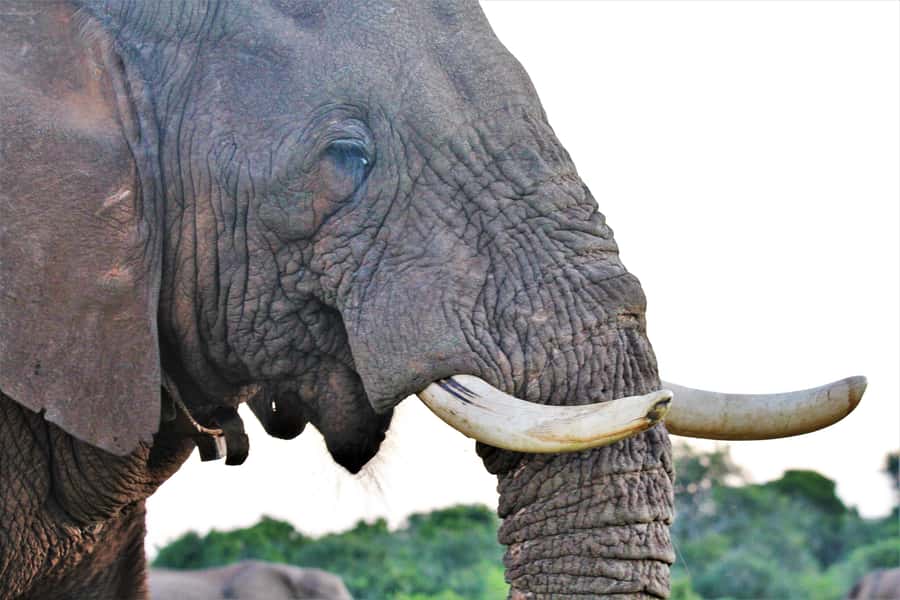 Addo Elephant National Park: Guided Half-Day Safari - Timing, heat, and what you may see