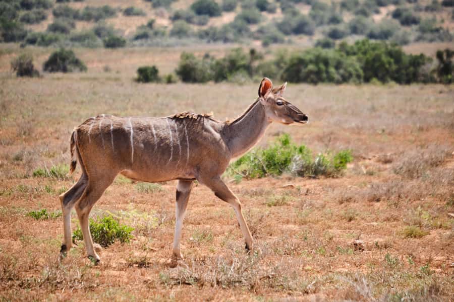 Addo Elephant National Park: Guided Half-Day Safari - Practical advice before you leave the lodge