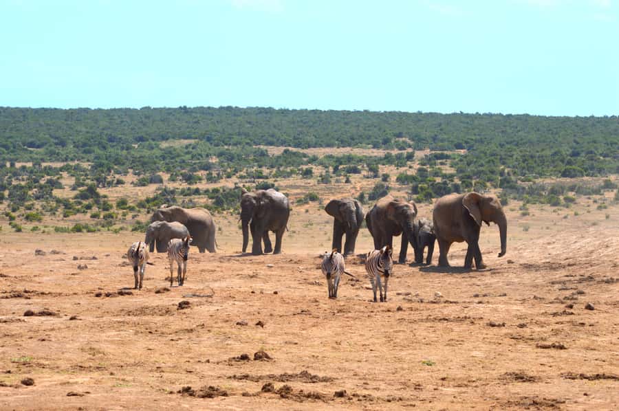 Addo Elephant National Park: Half Day Private Safari - Five hours inside Addo Elephant National Park