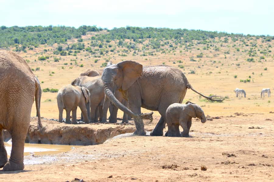 Addo Elephant National Park: Half Day Private Safari - What is included in the $297 price
