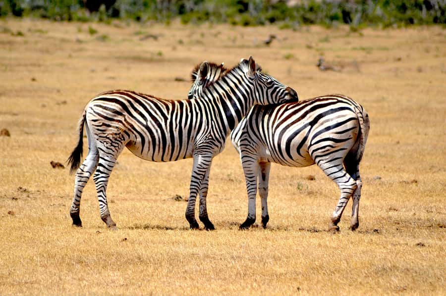 Addo Elephant National Park: Half Day Private Safari - From Addo pickup to the park gate