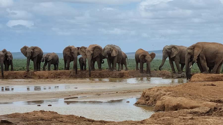 Addo Elephant National Park Private Full-Day Safari - Morning: thick bush and careful animal spotting