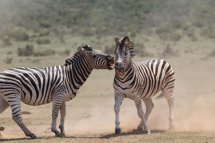 Addo Elephant National Park Private Full-Day Safari - Afternoon: open plains and watering holes
