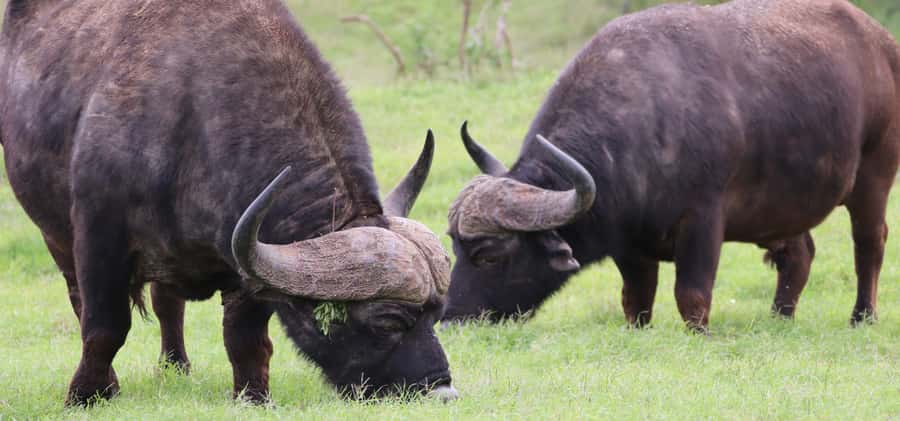 Addo Elephant National Park Private Full-Day Safari - What the guiding adds