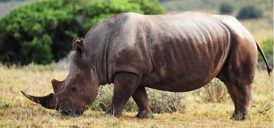 Addo Elephant National Park Private Full-Day Safari - Price and practical value at $280