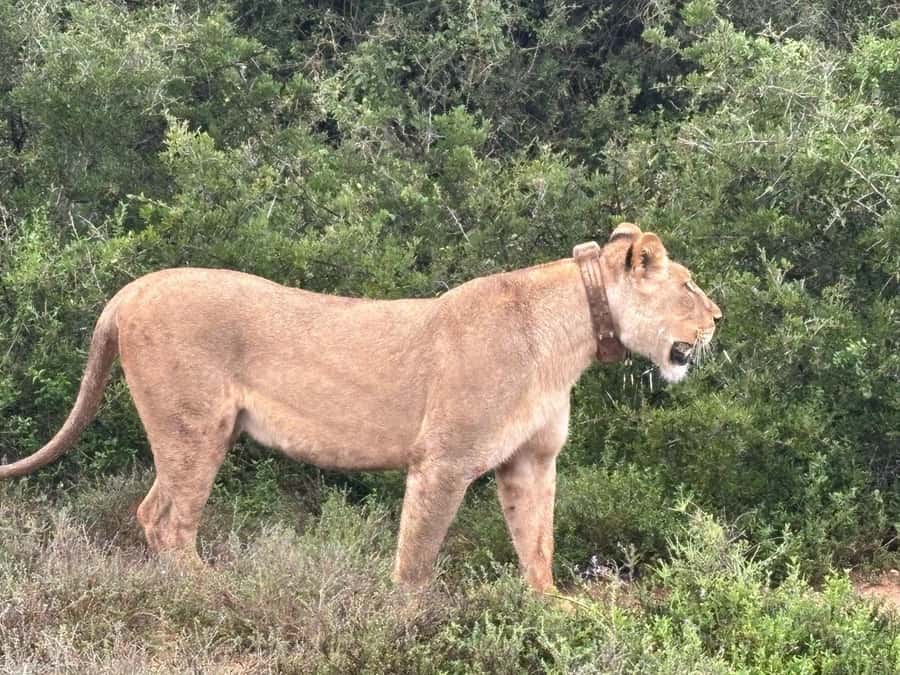 : Addo Elephant National Park Safari Half Day - Why Addo makes sense for a half-day safari