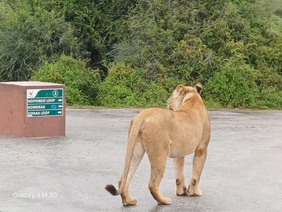 : Addo Elephant National Park Safari Half Day - The south gate stop and park entry