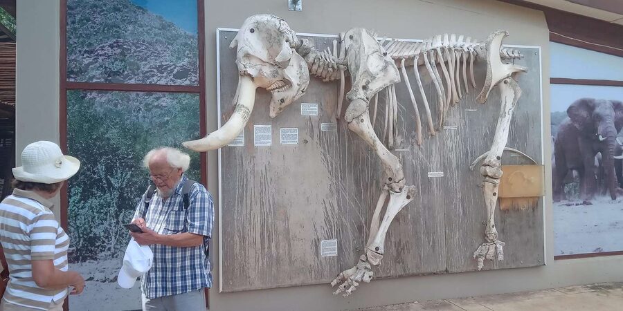 : Addo Elephant National Park Safari Half Day - Four hours of wildlife watching