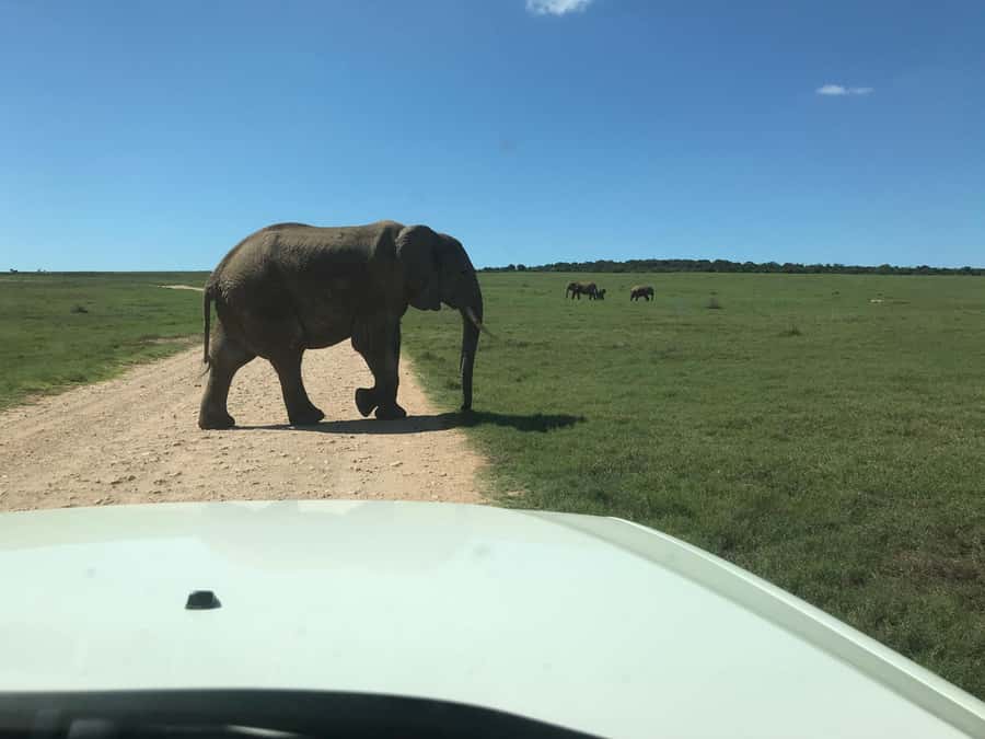 : Addo Elephant National Park Safari Half Day - The vehicle question matters for photographers