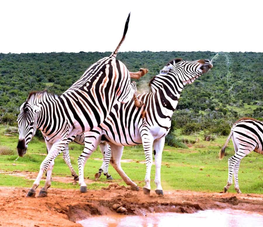 : Addo Elephant National Park Safari Half Day - Comfort, clothing, and access