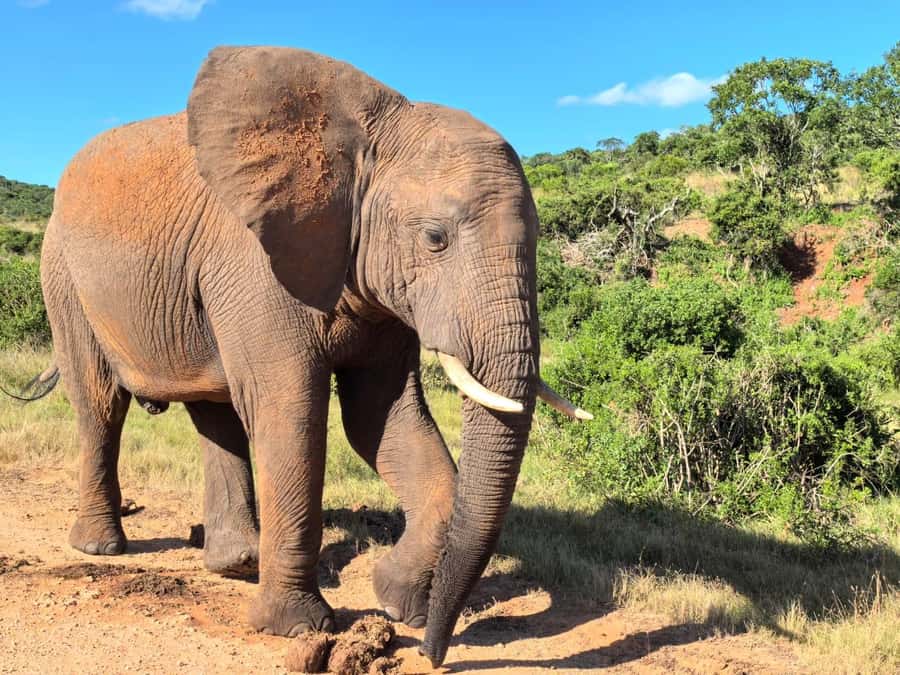 ADDO ELEPHANT PARK - Addo’s elephants are the main event