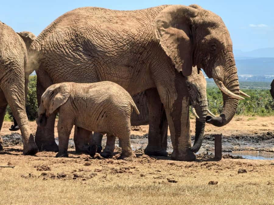 ADDO ELEPHANT PARK - A practical six-hour outing from Port Elizabeth