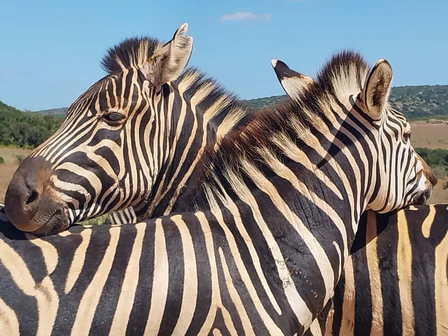 ADDO ELEPHANT PARK - Elephants, Big Five hopes, and honest expectations