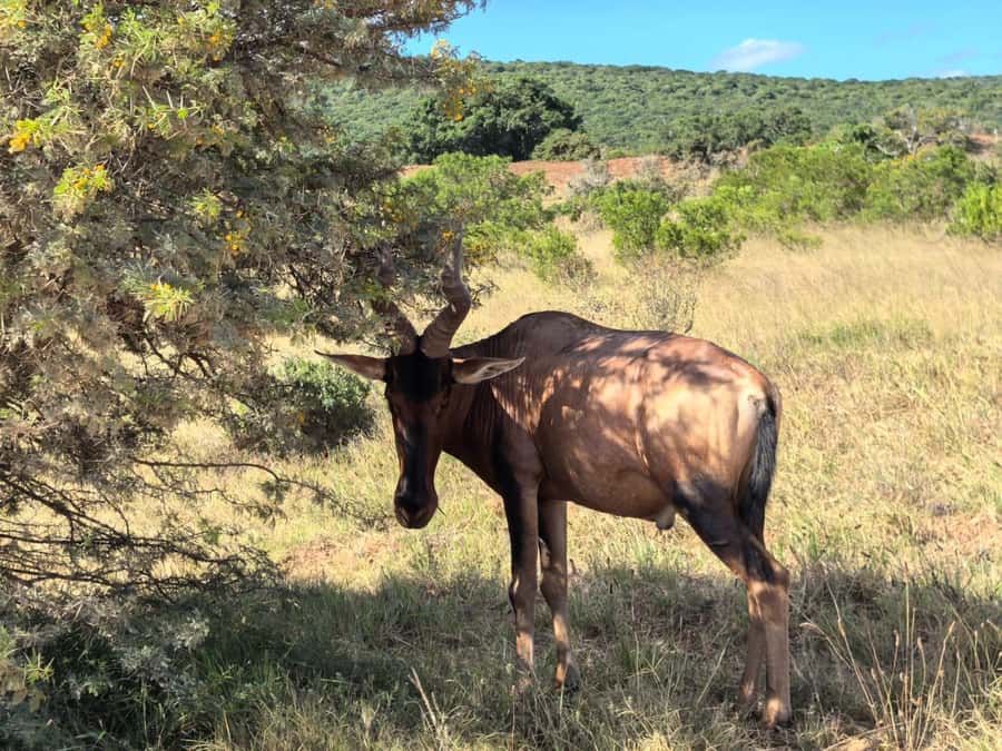 ADDO ELEPHANT PARK - Who will enjoy this Addo tour most