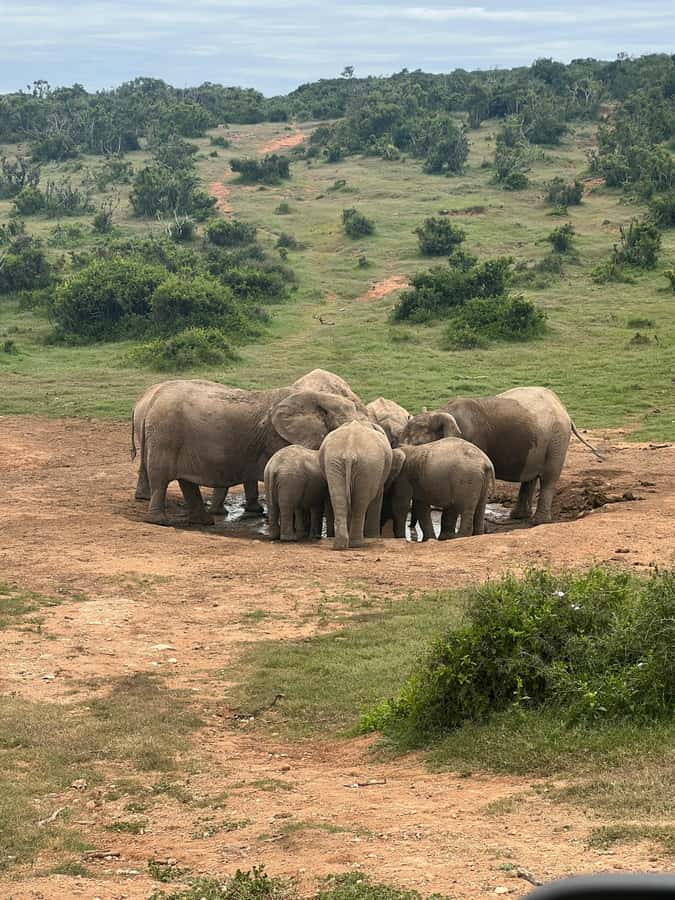 ADDO ELEPHANT PARK - Should you book the Addo Elephant Park tour?