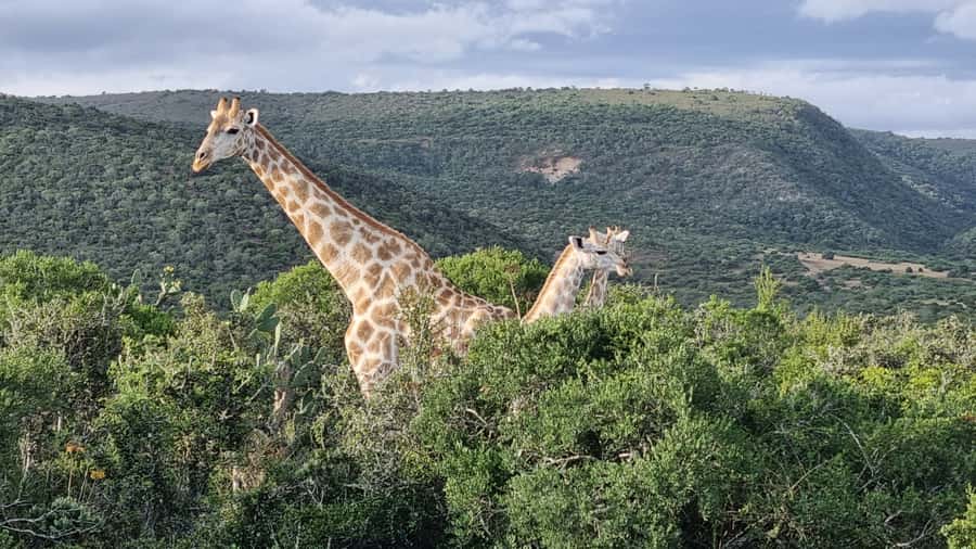 Addo Elephant Park and Giraffe Walk Full Day Safari - Why this Addo day works so well