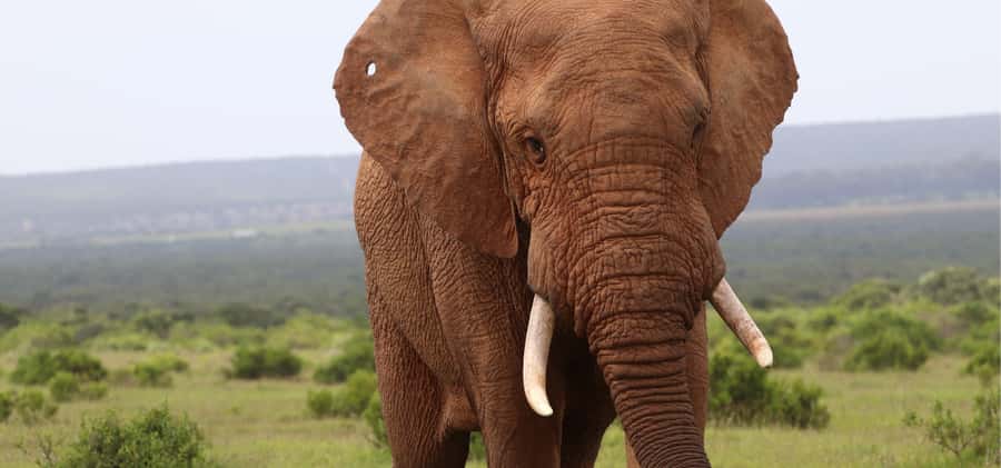 Addo Elephant Park and Giraffe Walk Full Day Safari - Should you book the Addo and giraffe walk?