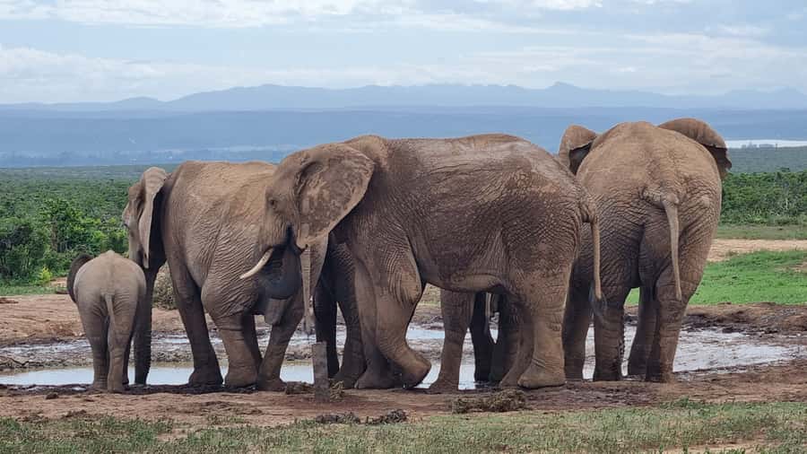 Addo Elephant Park and Giraffe Walk Full Day Safari - A braai lunch inside the park