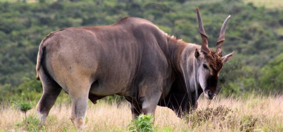 Addo Elephant Park and Giraffe Walk Full Day Safari - The giraffe walk in the Sundays River Valley