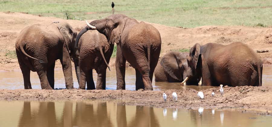 Addo Elephant Park and Giraffe Walk Full Day Safari - Is $211 a fair price?