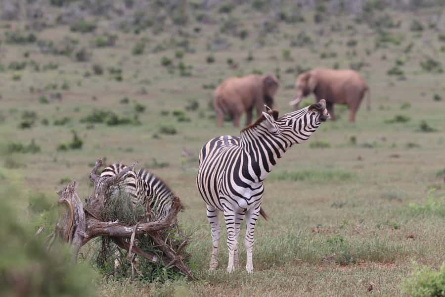 Addo Elephant Park and Giraffe Walk Full Day Safari - Who should book this safari?