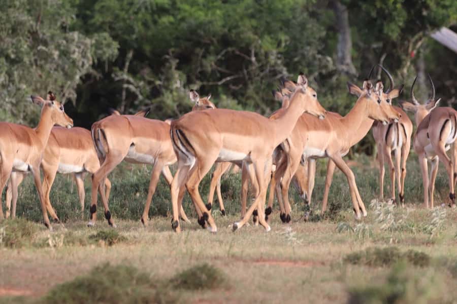 Addo Elephant Park and Giraffe Walk Full Day Safari - Practical details before you book