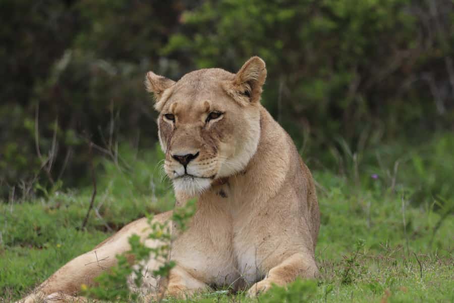 Addo Elephant Park and Giraffe Walk Full Day Safari - What you might see in Addo