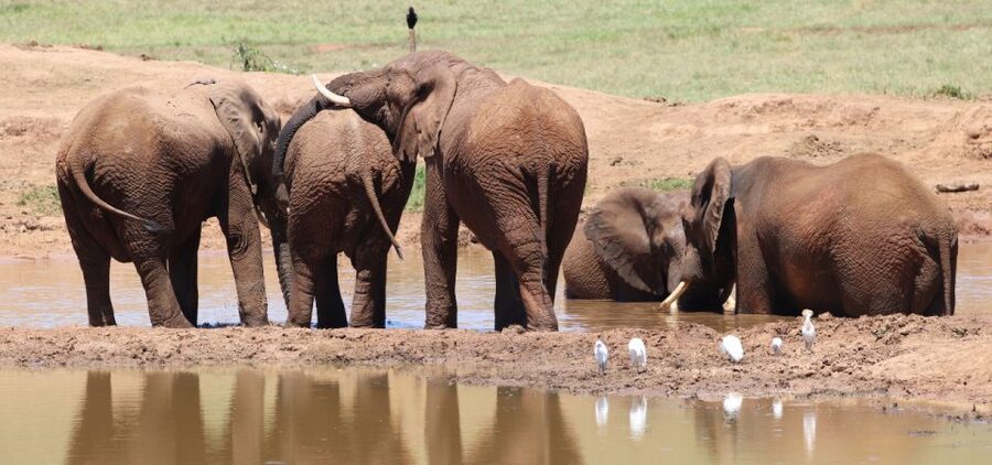 Addo Elephant Park and Giraffe Walk Private Full Day Safari - Is $280 per person fair?