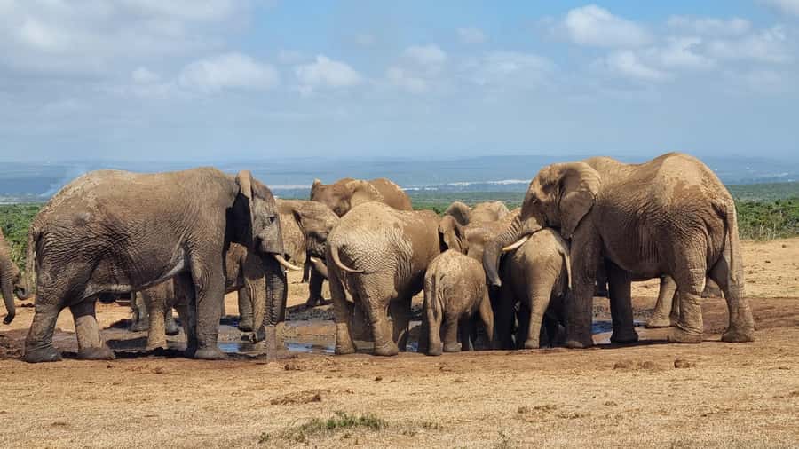 Addo Elephant Park and Giraffe Walk Private Full Day Safari - Starting the day from Addo, Colchester, or Port Elizabeth