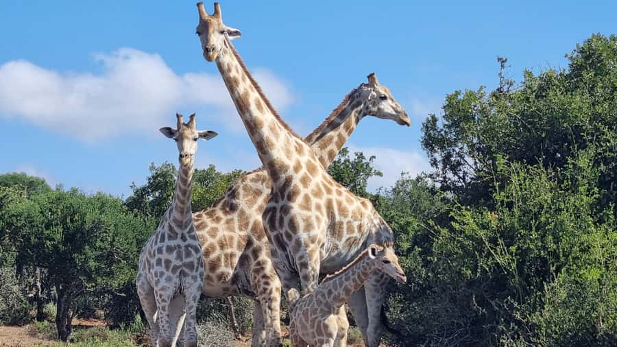 Addo Elephant Park and Giraffe Walk Private Full Day Safari - A South African braai inside the park