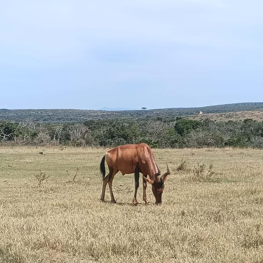 Addo Elephant Park and Kragga Kamma Game Park Combo - Key points at a glance