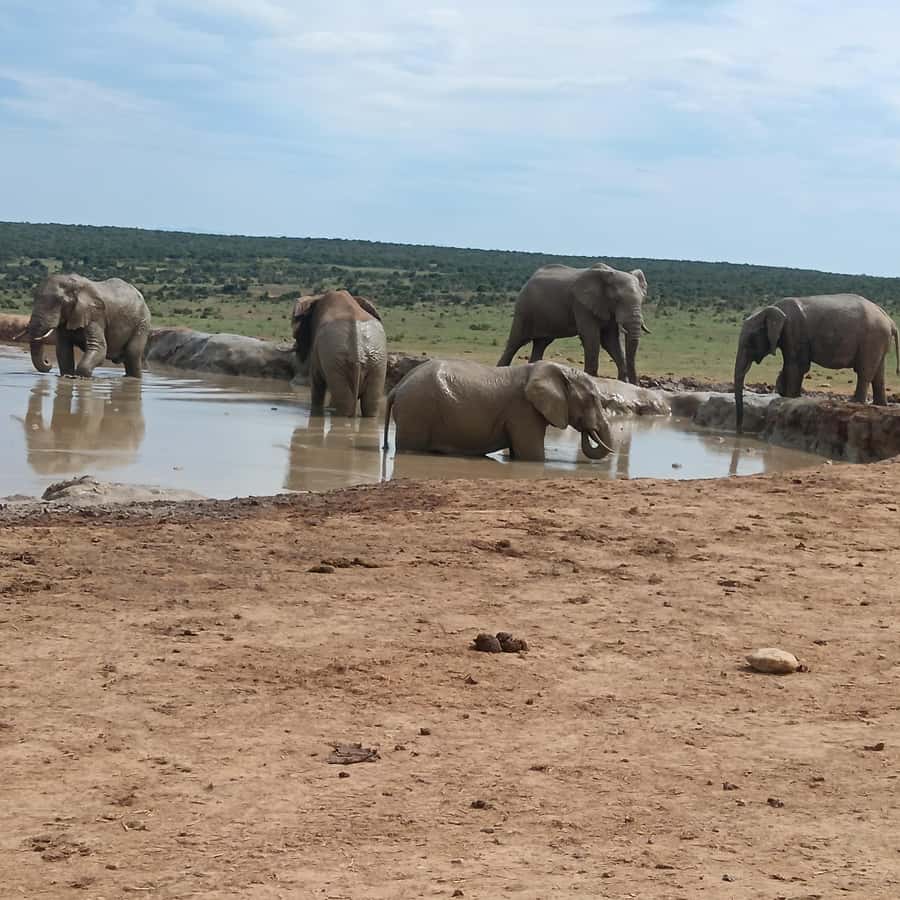 Addo Elephant Park and Kragga Kamma Game Park Combo - Why this two-park day works