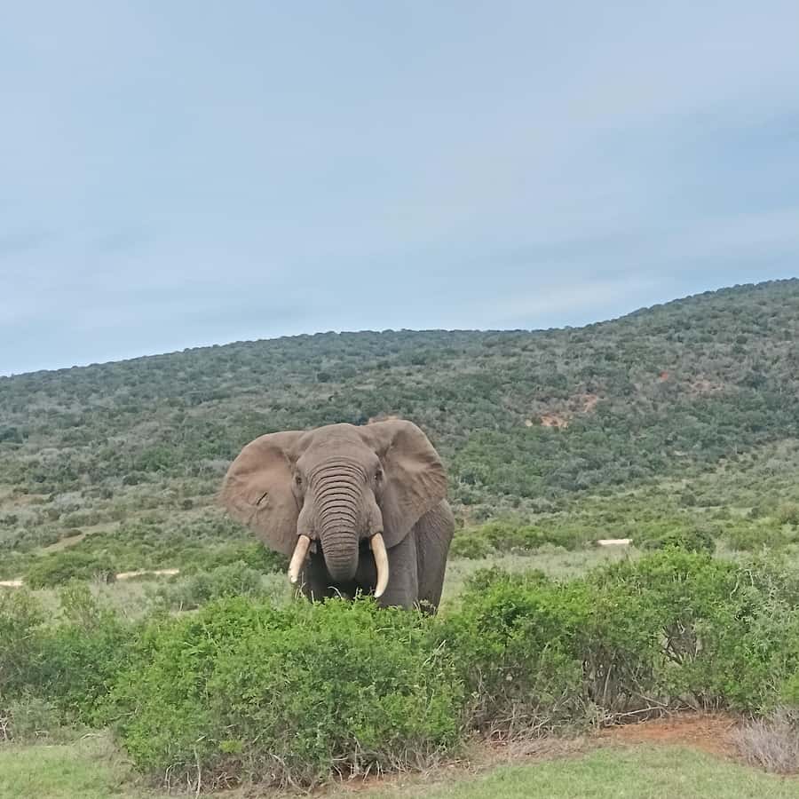 Addo Elephant Park and Kragga Kamma Game Park Combo - Five hours among Addo’s elephants