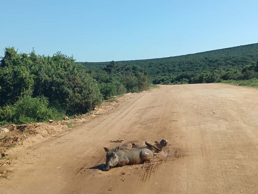 Addo Elephant Park and Kragga Kamma Game Park Combo - Nanaga Farm Stall and a proper South African lunch