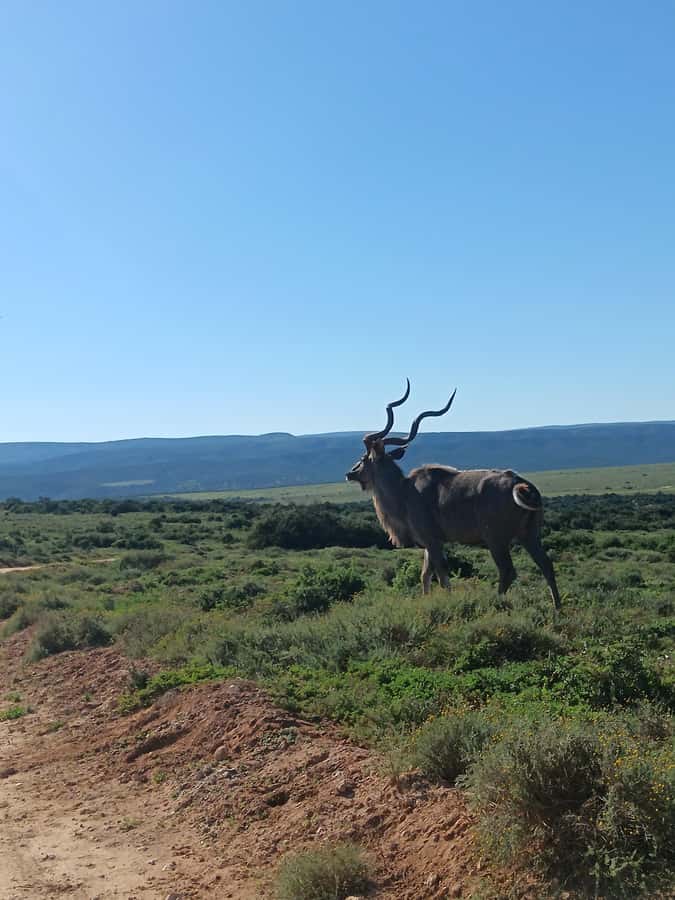 Addo Elephant Park and Kragga Kamma Game Park Combo - Timing, comfort, and group feel
