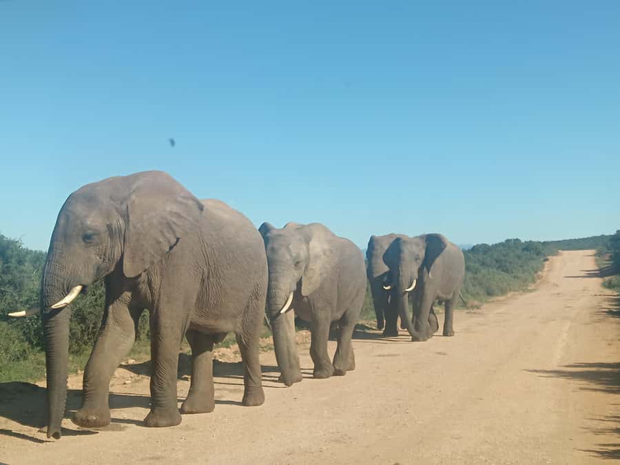 Addo Elephant Park and Kragga Kamma Game Park Combo - Should you book this Eastern Cape safari day?