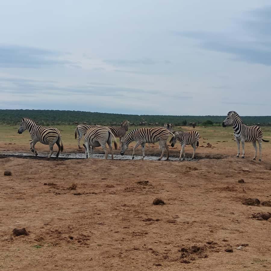 Addo Elephant Park and Kragga Kamma Game Park Combo - Starting in Port Elizabeth or at the harbour