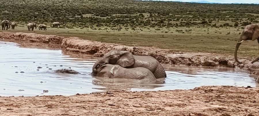 Addo Elephant Park:Safari Tour meet Big 5 to be satisfied - Otto’s role in the safari