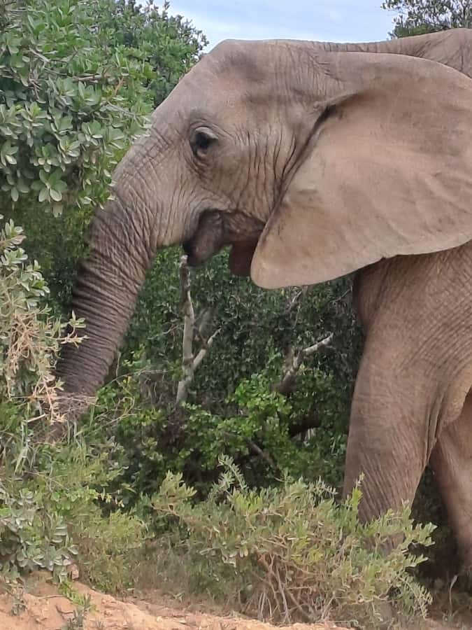 Addo Elephant Park:Safari Tour meet Big 5 to be satisfied - The value of $221 per person