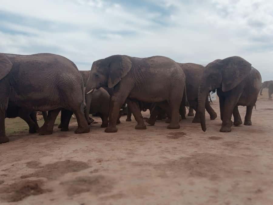 Addo Elephant Park:Safari Tour meet Big 5 to be satisfied - What six hours inside Addo really gives you
