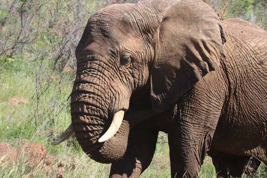 Addo Elephant Park Tours. Full Day - Key points to know before you book
