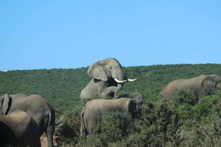 Addo Elephant Park Tours. Full Day - Why Addo is such a good one-day safari choice