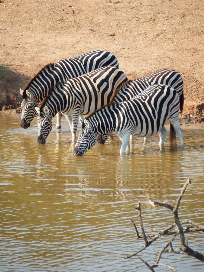 Addo Elephant Park Tours. Full Day - Entering Addo Elephant National Park