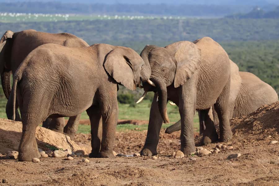 Addo Elephant Park Tours. Full Day - Open 4x4 or enclosed minibus?