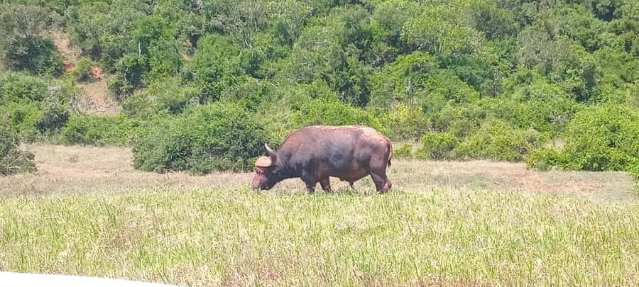 ADDO ELEPHANT PARK - What the 3.5-hour game drive feels like