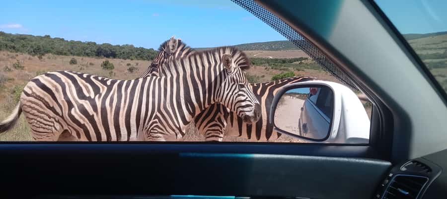 Addo: Game Drive in Addo Elephant National Park Private - Meeting the Guide and Setting Out