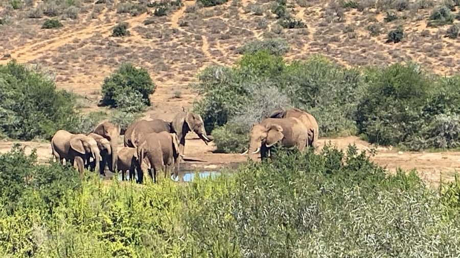 Addo: Game Drive in Addo Elephant National Park Private - Algoa Bay, Whales, and White Sharks