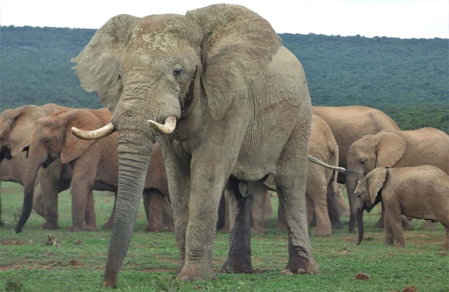 Addo National Park: Full-Day Safari Tour - Key points to know before booking