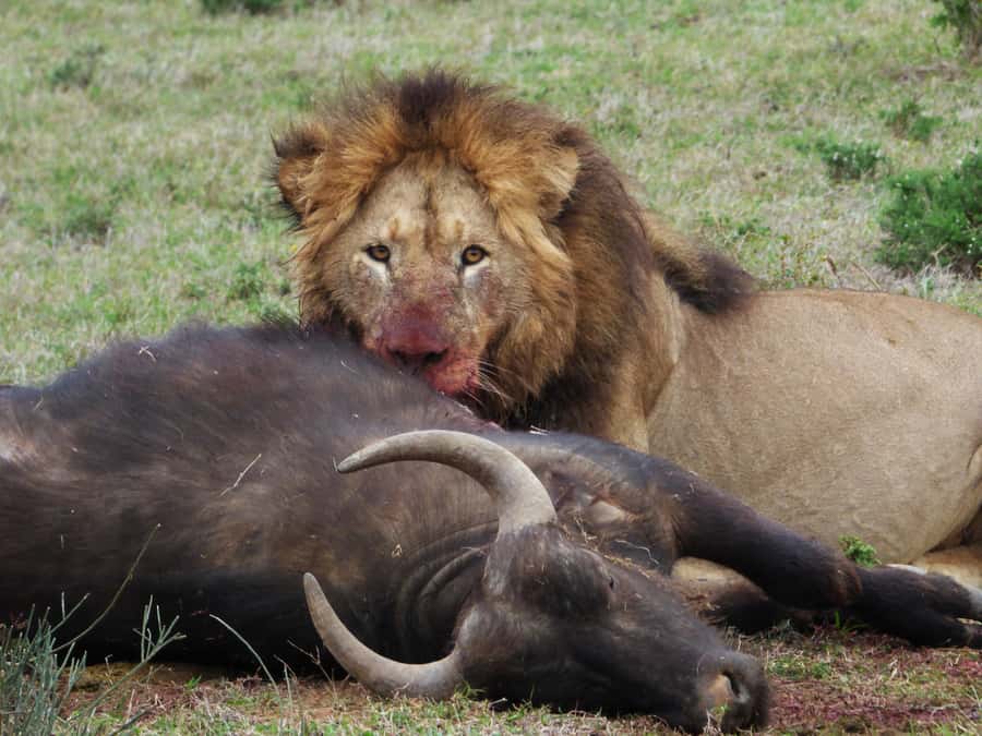 Addo National Park: Full-Day Safari Tour - Why nine hours works well in Addo